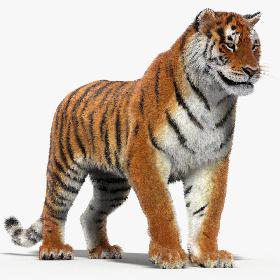 Tiger (Rigged, Fur)
